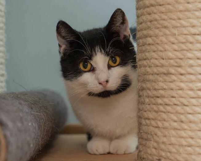 Słodka i urocza koteczka DELICJA szuka domu/Poznań