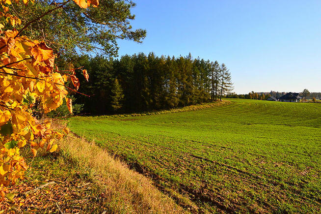 Działki pod zabudowę z prywatnym lasem.