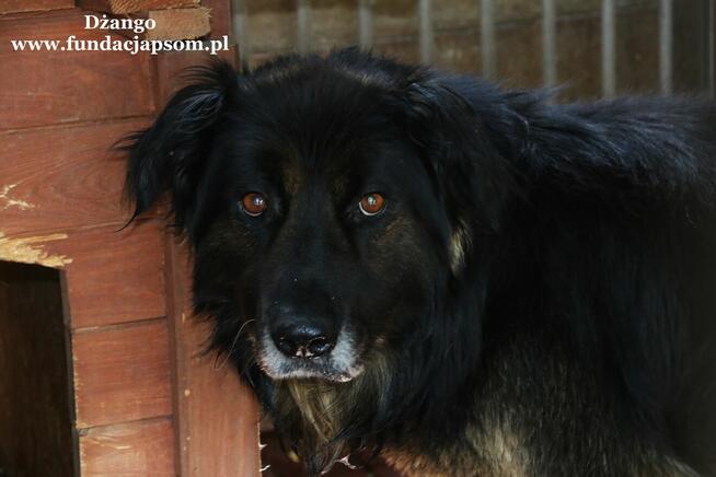 Dżango- Rozgląda się za kochającym domkiem!