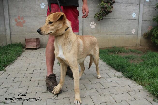 Pataj- Biszkoptowy młodzieniec do adopcji!