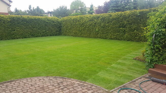 Zakładanie ogrodów, pielęgnacja, oprysk ćma bukszpanowa