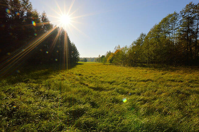 Działki pod zabudowę z prywatnym lasem.