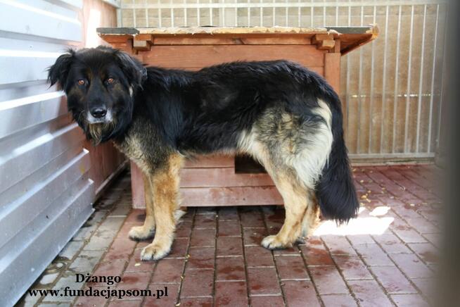 Dżango- Rozgląda się za kochającym domkiem!