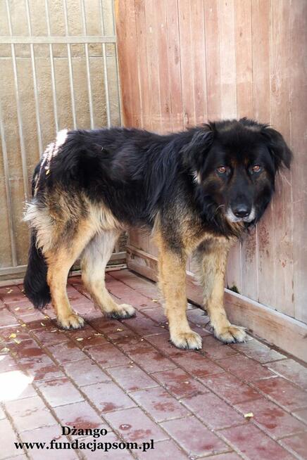 Dżango- Rozgląda się za kochającym domkiem!