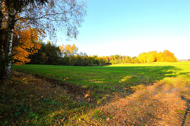 Działki pod zabudowę z prywatnym lasem.