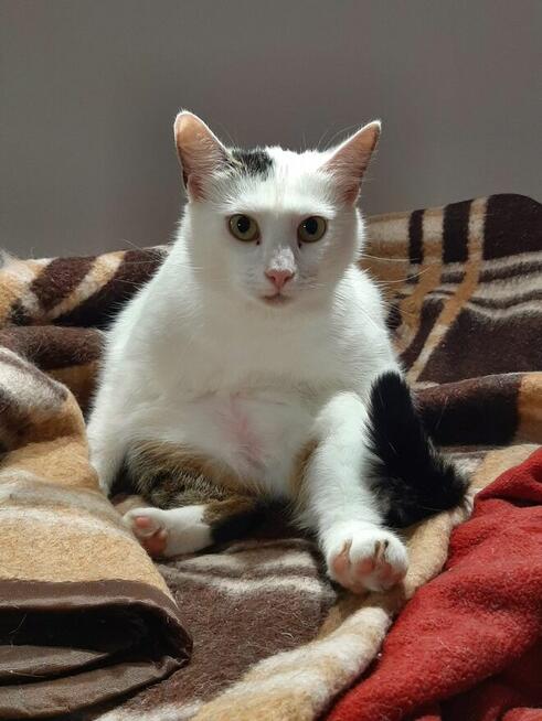 Kochana, spokojna SAYKO szuka dobrego domu/Poznań