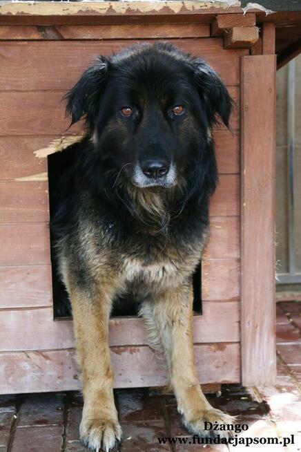 Dżango- Rozgląda się za kochającym domkiem!