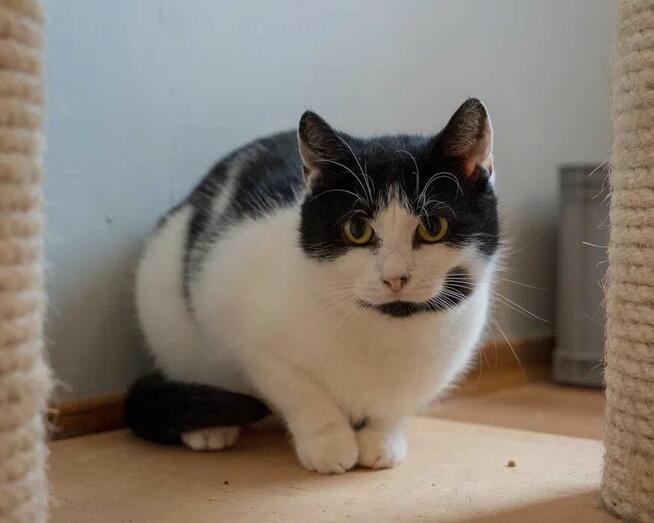 Słodka i urocza koteczka DELICJA szuka domu/Poznań