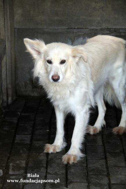 Biała- nieśmiała suczka poleca się do adopcji!