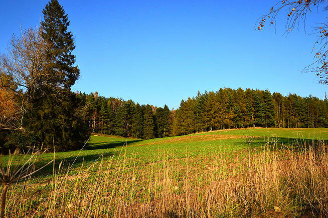 Działki pod zabudowę z prywatnym lasem.