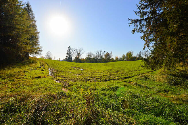 Działki pod zabudowę z prywatnym lasem.