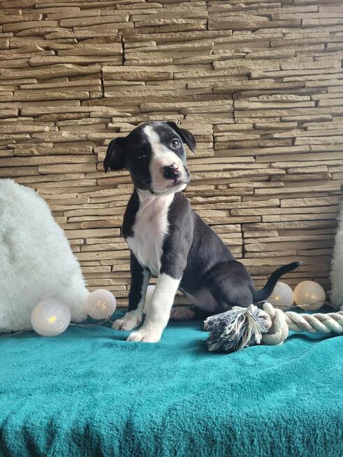 Śliczne maluchy Amstaff!