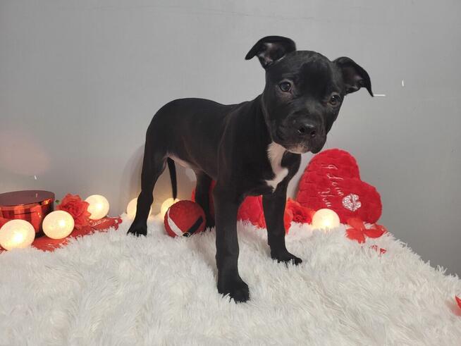 Śliczne maluchy Amstaff!