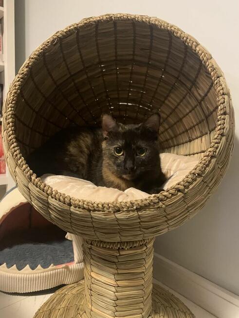 Samba ok 1,5 r.szylkretowa koteczka czeka na dom House of Ca