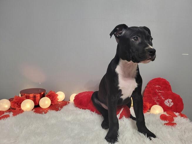 Śliczne maluchy Amstaff!