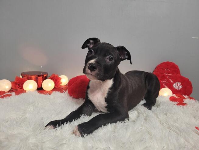 Śliczne maluchy Amstaff!