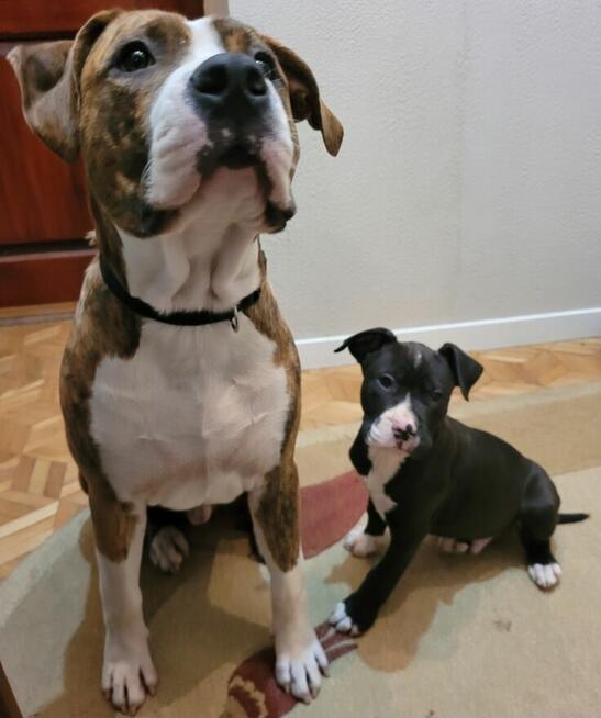 Śliczne maluchy Amstaff!