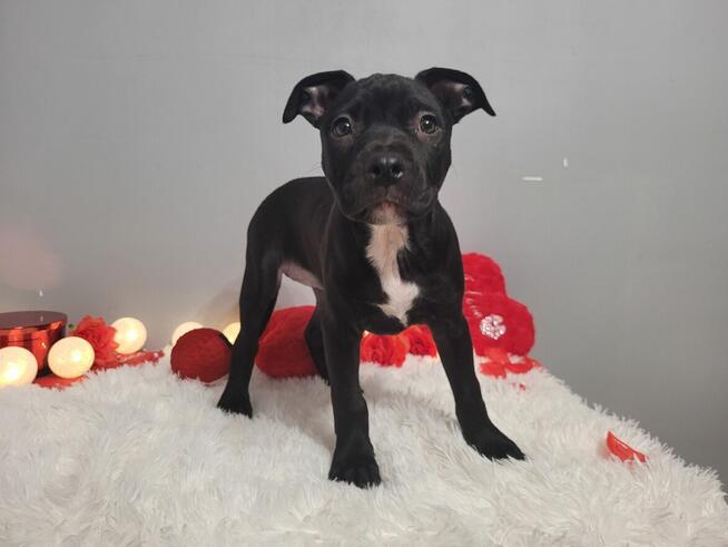 Śliczne maluchy Amstaff!