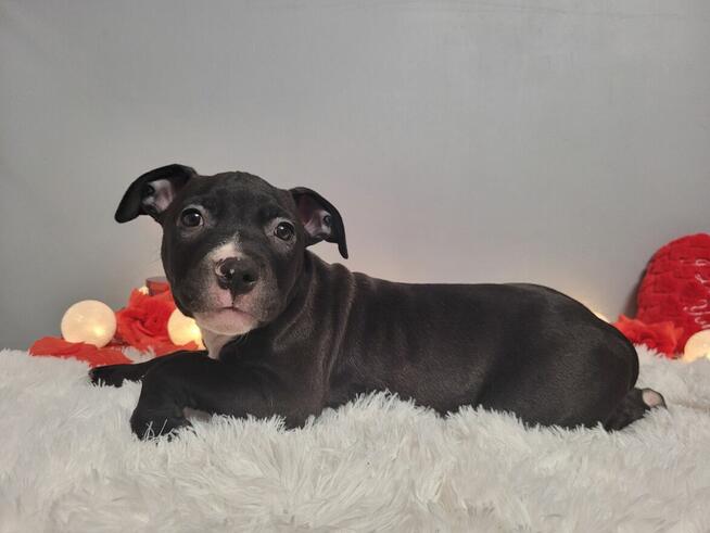 Śliczne maluchy Amstaff!