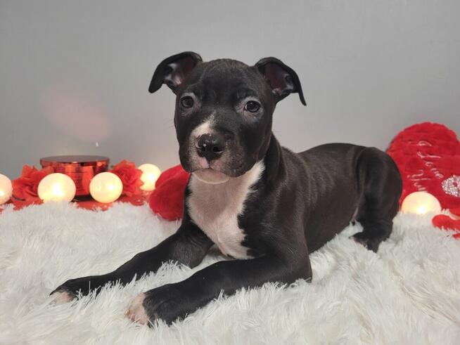 Śliczne maluchy Amstaff!