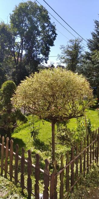 KOSZE TRAWY CHODNIKI STADIONY HOTELE PARKINGI POSESJE