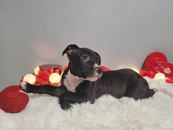 Śliczne maluchy Amstaff!