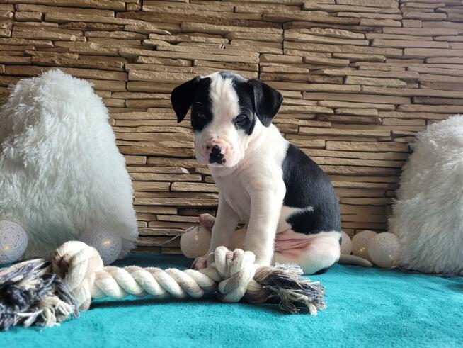 Śliczne maluchy Amstaff!