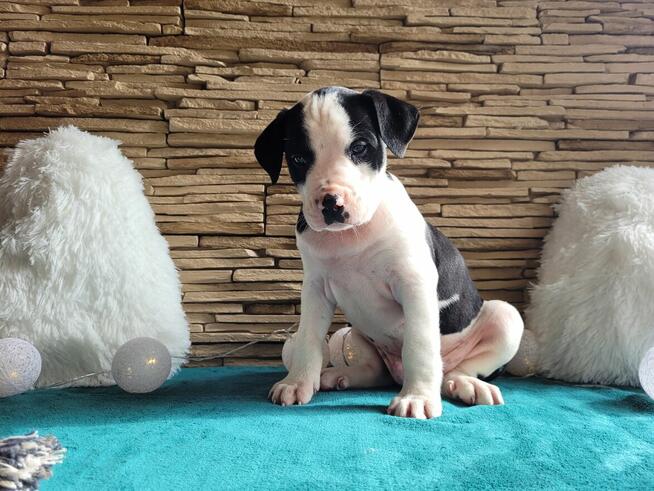 Śliczne maluchy Amstaff!