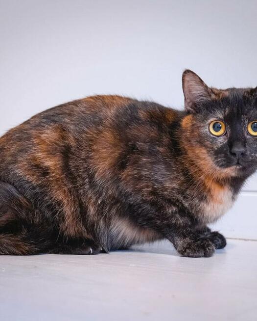 Samba ok 1,5 r.szylkretowa koteczka czeka na dom House of Ca