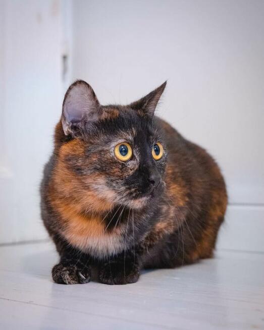 Samba ok 1,5 r.szylkretowa koteczka czeka na dom House of Ca