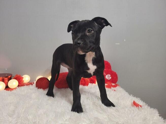 Śliczne maluchy Amstaff!