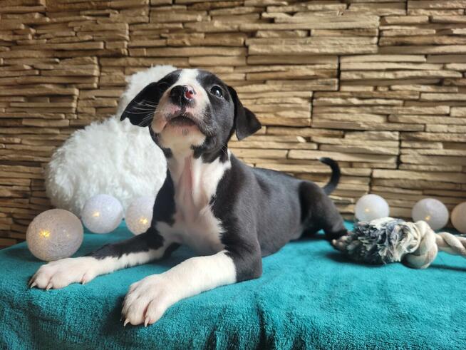 Śliczne maluchy Amstaff!