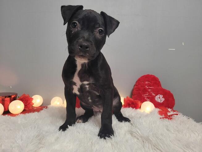 Śliczne maluchy Amstaff!