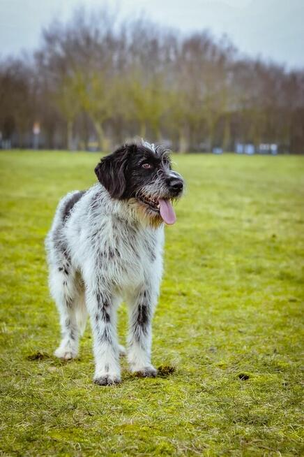 Czarno biały pies w typie wyżła czeka na świadomy rasy dom