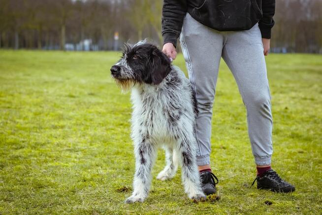Czarno biały pies w typie wyżła czeka na świadomy rasy dom