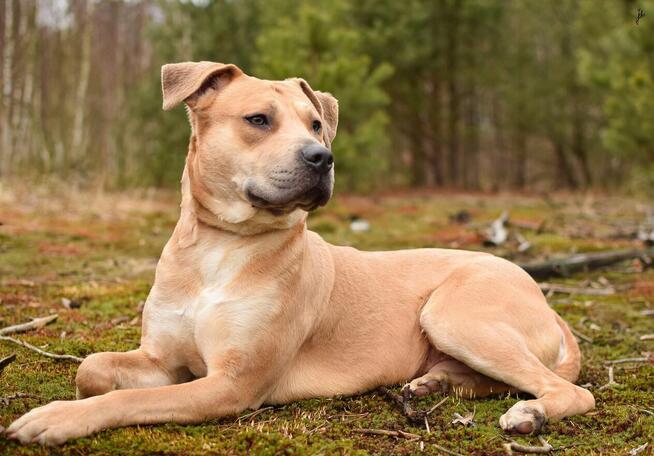 Piękny biszkoptowy pies w typie rasy amstaff do adopcji