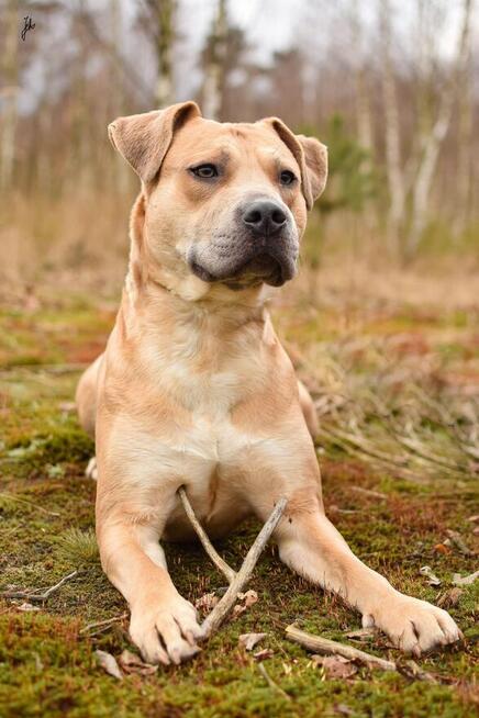 Piękny biszkoptowy pies w typie rasy amstaff do adopcji