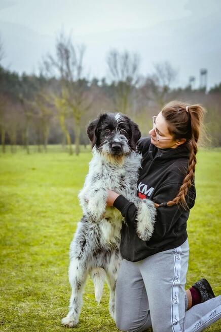 Czarno biały pies w typie wyżła czeka na świadomy rasy dom