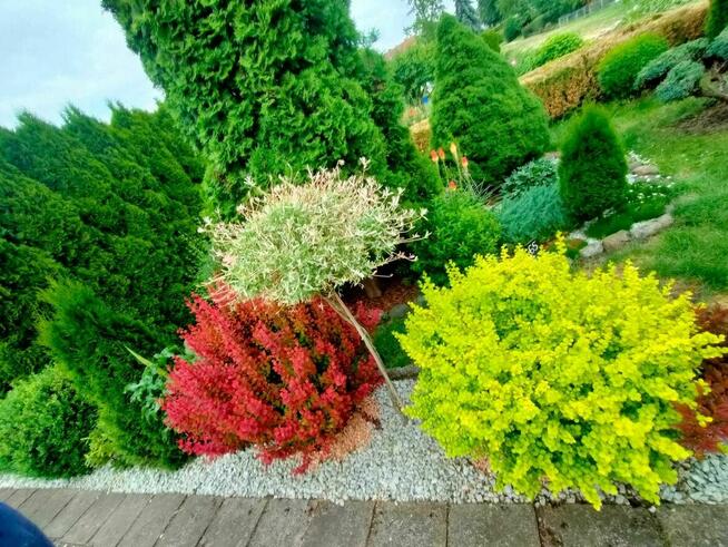 Działka ROD w Chodzieży