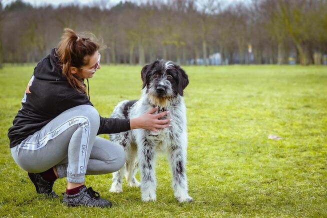 Czarno biały pies w typie wyżła czeka na świadomy rasy dom