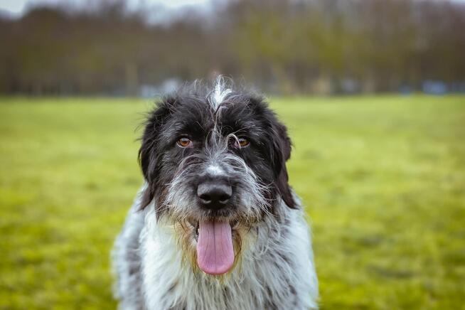 Czarno biały pies w typie wyżła czeka na świadomy rasy dom