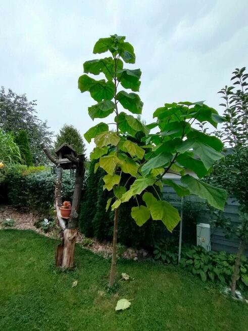 Działka ROD w Chodzieży