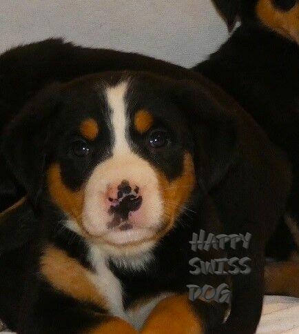 Duży Szwajcarski Pies Pasterski szczeniaki szczenięta