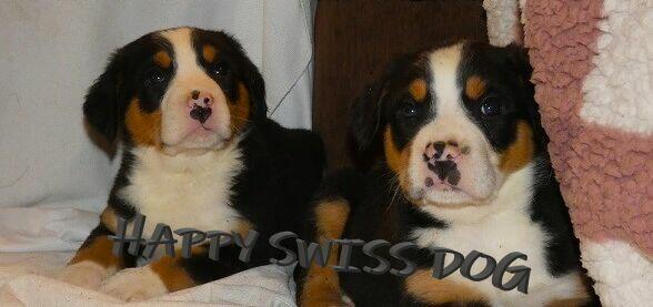 Duży Szwajcarski Pies Pasterski szczeniaki szczenięta