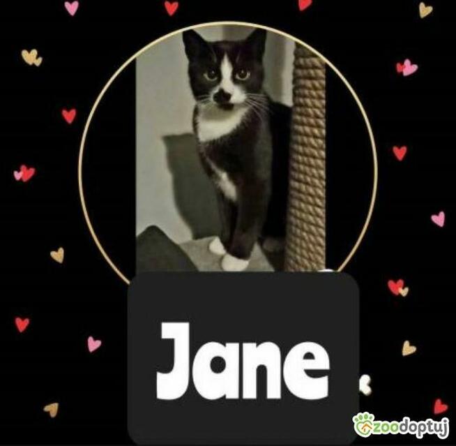 JANE - urocza koteczka szuka domu