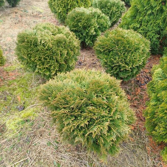 Żywotnik zachodni Tuja Danica /Thuja occidentalis Danica.-