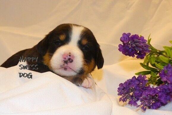 Duży Szwajcarski Pies Pasterski cudowni rodzice szczeniaki