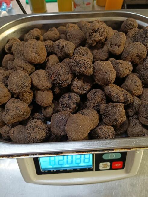 Włoska Trufla Czarna. Letnia odmiana. Okazja.