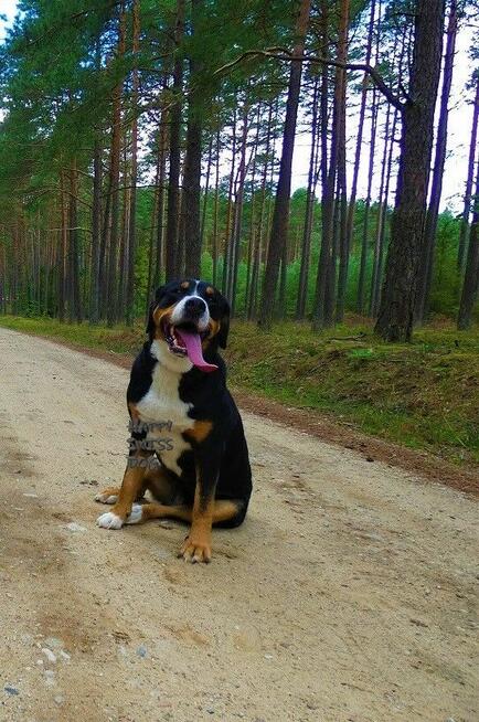 Duży Szwajcarski Pies Pasterski cudowni rodzice szczeniaki