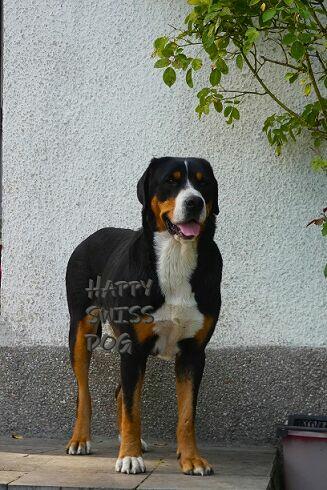 Duży Szwajcarski Pies Pasterski szczeniaki szczenięta